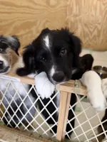 Louis, a male Miniature Australian Shepherd for sale in Azle, TX – 8 of 9