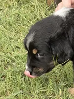 Bev, a female Miniature Australian Shepherd for sale in Azle, TX – 4 of 9