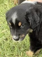 Bev, a female Miniature Australian Shepherd for sale in Azle, TX – 7 of 9
