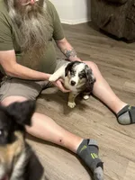 Frank, a male Miniature Australian Shepherd for sale in Azle, TX – 7 of 9