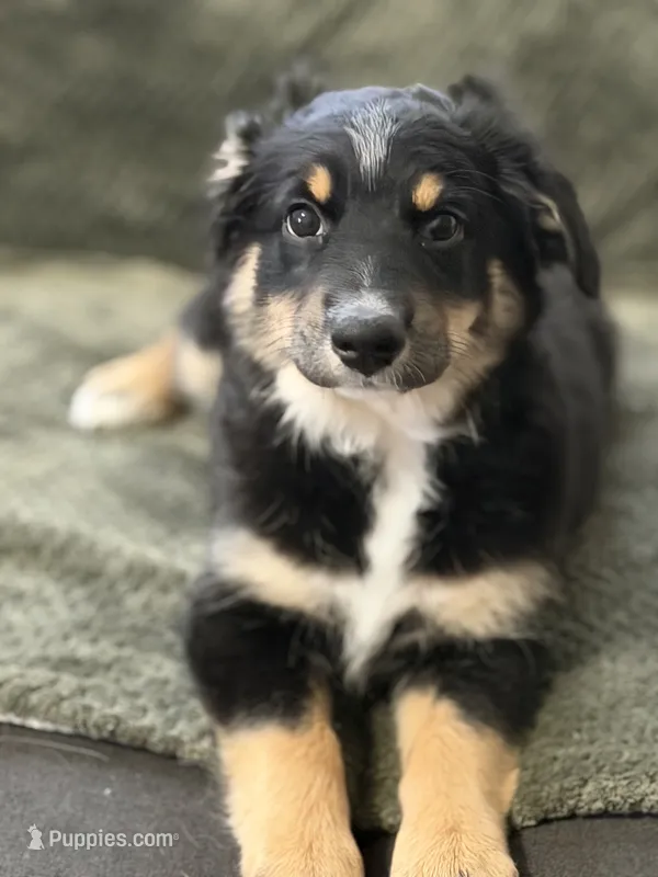 Bev – Miniature Australian Shepherd puppy for sale in Azle, TX