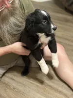 Louis, a male Miniature Australian Shepherd for sale in Azle, TX – 5 of 9