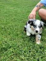 Frank, a male Miniature Australian Shepherd for sale in Azle, TX – 3 of 9