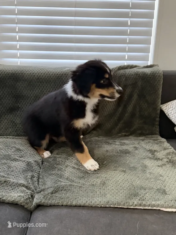 Benji – Miniature Australian Shepherd puppy for sale in Azle, TX