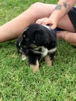 Bev, a female Miniature Australian Shepherd for sale in Azle, TX – 3 of 9