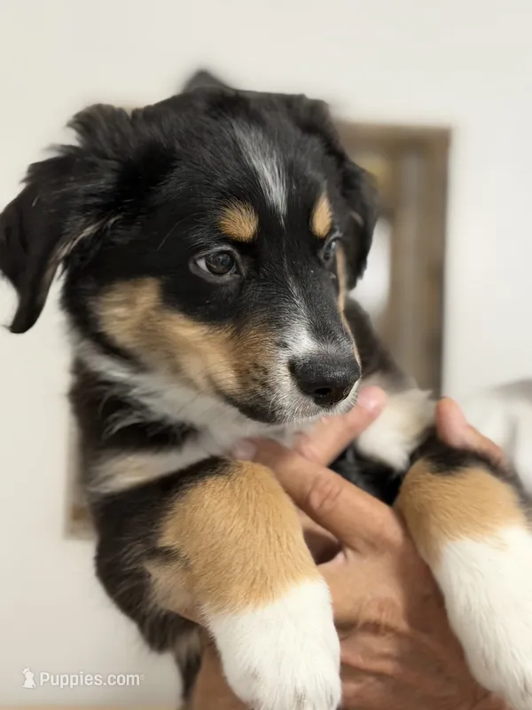 Benji – Miniature Australian Shepherd puppy for sale in Azle, TX