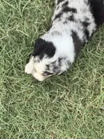 Frank, a male Miniature Australian Shepherd for sale in Azle, TX – 9 of 9
