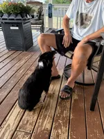 Bev, a female Miniature Australian Shepherd for sale in Azle, TX – 4 of 10