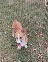 AKC Rigger, a male Pembroke Welsh Corgi for sale in Sumner, TX – Photo 4 of 7