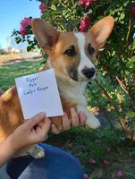 AKC Rigger, a male Pembroke Welsh Corgi for sale in Sumner, TX – Photo 5 of 7