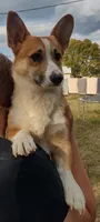 AKC Rigger, a male Pembroke Welsh Corgi for sale in Sumner, TX – Photo 2 of 7
