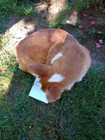 AKC Rigger, a male Pembroke Welsh Corgi for sale in Sumner, TX – Photo 6 of 7