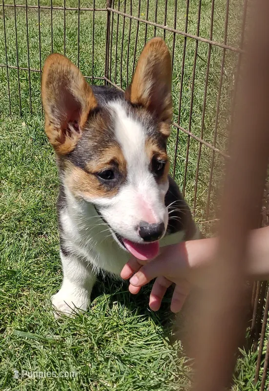 Paisley AKC – Pembroke Welsh Corgi puppy for sale in Sumner, TX