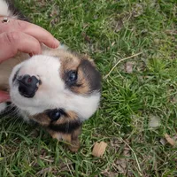 Paisley AKC, a female Pembroke Welsh Corgi for sale in Sumner, TX – Photo 1 of 3