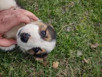 Paisley AKC, a female Pembroke Welsh Corgi for sale in Sumner, TX – Photo 1 of 3