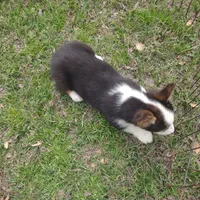 Paisley AKC, a female Pembroke Welsh Corgi for sale in Sumner, TX – Photo 3 of 3