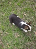 Paisley AKC, a female Pembroke Welsh Corgi for sale in Sumner, TX – Photo 3 of 3