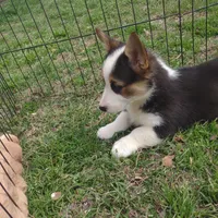 Paisley AKC, a female Pembroke Welsh Corgi for sale in Sumner, TX – Photo 2 of 3