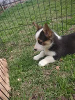 Paisley AKC, a female Pembroke Welsh Corgi for sale in Sumner, TX – Photo 2 of 3