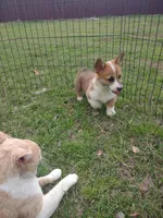Boy Sable AKC, a male Pembroke Welsh Corgi for sale in Sumner, TX – Photo 3 of 3