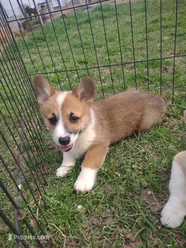 Boy Sable AKC – Pembroke Welsh Corgi puppy for sale in Sumner, TX