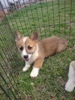 Boy Sable AKC, a male Pembroke Welsh Corgi for sale in Sumner, TX – Photo 2 of 3