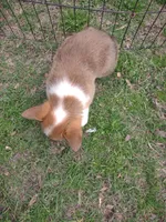 Boy Sable AKC, a male Pembroke Welsh Corgi for sale in Sumner, TX – Photo 1 of 3