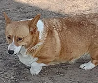 Sally AKC, a female Pembroke Welsh Corgi for sale in Sumner, TX – Photo 3 of 5