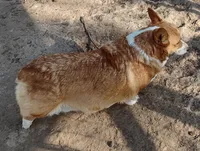 Sally AKC, a female Pembroke Welsh Corgi for sale in Sumner, TX – Photo 4 of 5