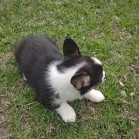 Boy B&T1 AKC, a male Pembroke Welsh Corgi for sale in Sumner, TX – Photo 3 of 3