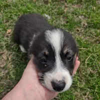 Boy B&T1 AKC, a male Pembroke Welsh Corgi for sale in Sumner, TX – Photo 1 of 3