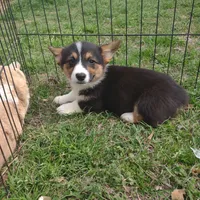 Mazie AKC, a female Pembroke Welsh Corgi for sale in Sumner, TX – Photo 1 of 3