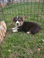 Mazie AKC, a female Pembroke Welsh Corgi for sale in Sumner, TX – Photo 1 of 3
