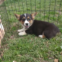 Mazie AKC, a female Pembroke Welsh Corgi for sale in Sumner, TX – Photo 2 of 3