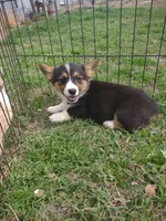 Mazie AKC, a female Pembroke Welsh Corgi for sale in Sumner, TX – Photo 2 of 3