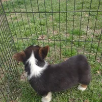 Mazie AKC, a female Pembroke Welsh Corgi for sale in Sumner, TX – Photo 3 of 3