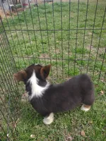 Mazie AKC, a female Pembroke Welsh Corgi for sale in Sumner, TX – Photo 3 of 3