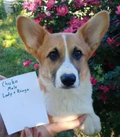 AKC Chubo, a male Pembroke Welsh Corgi for sale in Sumner, TX – Photo 1 of 5