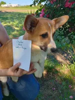 AKC Chubo, a male Pembroke Welsh Corgi for sale in Sumner, TX – Photo 3 of 5