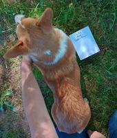 AKC Chubo, a male Pembroke Welsh Corgi for sale in Sumner, TX – Photo 4 of 5