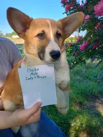 AKC Chubo, a male Pembroke Welsh Corgi for sale in Sumner, TX – Photo 2 of 5