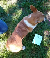 AKC Chubo, a male Pembroke Welsh Corgi for sale in Sumner, TX – Photo 5 of 5