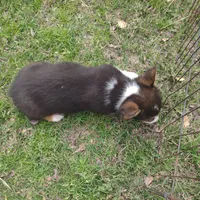 Boy B&T2 AKC, a male Pembroke Welsh Corgi for sale in Sumner, TX – Photo 3 of 3