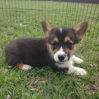 Boy B&T2 AKC, a male Pembroke Welsh Corgi for sale in Sumner, TX – Photo 2 of 3