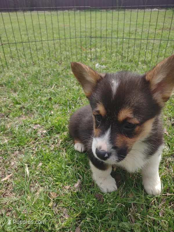 Boy B&T2 AKC, a male Pembroke Welsh Corgi for sale in Sumner, TX – Photo 1 of 3