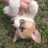 Daisie AKC, a female Pembroke Welsh Corgi for sale in Sumner, TX – Photo 1 of 3