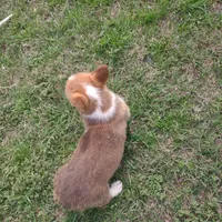 Daisie AKC, a female Pembroke Welsh Corgi for sale in Sumner, TX – Photo 3 of 3