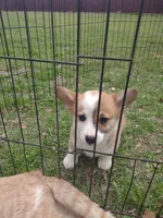 Blazie AKC, a female Pembroke Welsh Corgi for sale in Sumner, TX – Photo 4 of 7