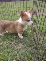 Blazie AKC, a female Pembroke Welsh Corgi for sale in Sumner, TX – Photo 3 of 7