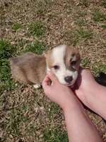 Blazie AKC, a female Pembroke Welsh Corgi for sale in Sumner, TX – Photo 7 of 7